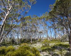 Snow gums with pineapple grass below